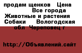 продам щенков › Цена ­ 15 000 - Все города Животные и растения » Собаки   . Вологодская обл.,Череповец г.